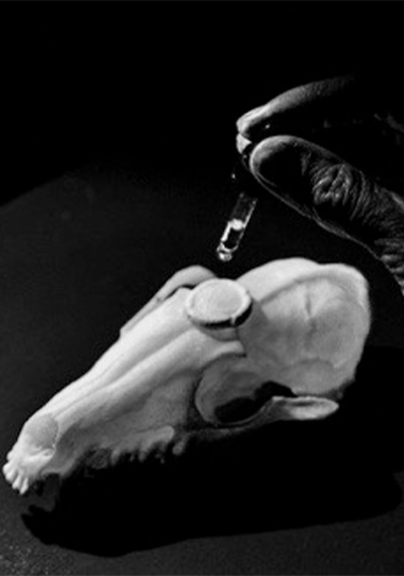 Malleus Maleficarum: Tales Of The Dead Performance